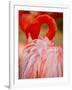 Flamingo 2-Dennis Goodman-Framed Premium Photographic Print