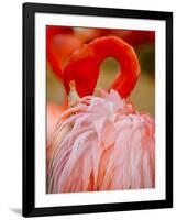 Flamingo 2-Dennis Goodman-Framed Premium Photographic Print