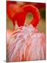 Flamingo 2-Dennis Goodman-Mounted Premium Photographic Print