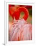 Flamingo 2-Dennis Goodman-Framed Premium Photographic Print