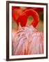 Flamingo 2-Dennis Goodman-Framed Photographic Print