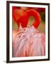 Flamingo 2-Dennis Goodman-Framed Photographic Print