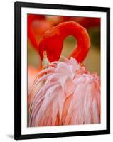 Flamingo 2-Dennis Goodman-Framed Photographic Print