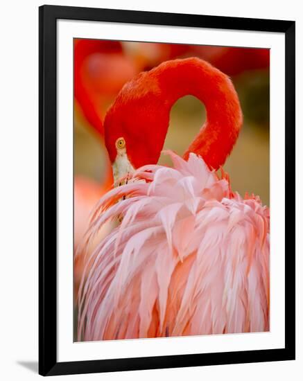 Flamingo 2-Dennis Goodman-Framed Photographic Print