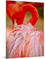 Flamingo 2-Dennis Goodman-Mounted Photographic Print