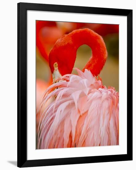 Flamingo 2-Dennis Goodman-Framed Photographic Print