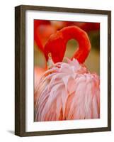 Flamingo 2-Dennis Goodman-Framed Photographic Print