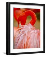 Flamingo 2-Dennis Goodman-Framed Photographic Print