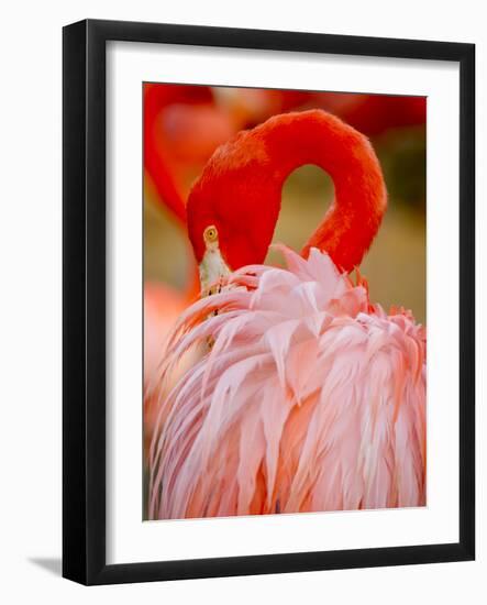 Flamingo 2-Dennis Goodman-Framed Photographic Print