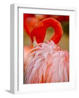 Flamingo 2-Dennis Goodman-Framed Photographic Print