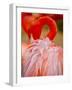 Flamingo 2-Dennis Goodman-Framed Photographic Print