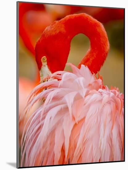 Flamingo 2-Dennis Goodman-Mounted Photographic Print