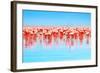 Flamingo Birds in the Lake Nakuru, African Safari, Kenya-Anna Om-Framed Photographic Print