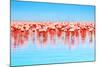 Flamingo Birds in the Lake Nakuru, African Safari, Kenya-Anna Om-Mounted Photographic Print