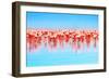 Flamingo Birds in the Lake Nakuru, African Safari, Kenya-Anna Om-Framed Photographic Print