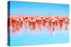 Flamingo Birds in the Lake Nakuru, African Safari, Kenya-Anna Om-Stretched Canvas