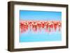 Flamingo Birds in the Lake Nakuru, African Safari, Kenya-Anna Om-Framed Photographic Print