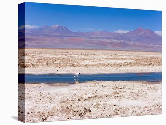 Flamingo Breeding Site, Laguna Chaxa, Salar De Atacama, Atacama Desert, Norte Grande, Chile-Gavin Hellier-Stretched Canvas