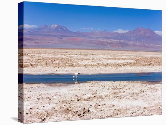 Flamingo Breeding Site, Laguna Chaxa, Salar De Atacama, Atacama Desert, Norte Grande, Chile-Gavin Hellier-Stretched Canvas