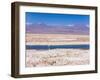 Flamingo Breeding Site, Laguna Chaxa, Salar De Atacama, Atacama Desert, Norte Grande, Chile-Gavin Hellier-Framed Photographic Print