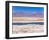 Flamingo Breeding Site, Laguna Chaxa, Salar De Atacama, Atacama Desert, Norte Grande, Chile-Gavin Hellier-Framed Photographic Print