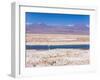 Flamingo Breeding Site, Laguna Chaxa, Salar De Atacama, Atacama Desert, Norte Grande, Chile-Gavin Hellier-Framed Photographic Print