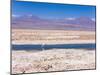 Flamingo Breeding Site, Laguna Chaxa, Salar De Atacama, Atacama Desert, Norte Grande, Chile-Gavin Hellier-Mounted Photographic Print