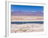 Flamingo Breeding Site, Laguna Chaxa, Salar De Atacama, Atacama Desert, Norte Grande, Chile-Gavin Hellier-Framed Photographic Print