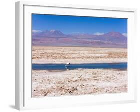 Flamingo Breeding Site, Laguna Chaxa, Salar De Atacama, Atacama Desert, Norte Grande, Chile-Gavin Hellier-Framed Photographic Print