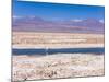 Flamingo Breeding Site, Laguna Chaxa, Salar De Atacama, Atacama Desert, Norte Grande, Chile-Gavin Hellier-Mounted Photographic Print