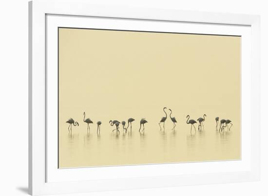 Flamingo Community-Staffan Widstrand-Framed Giclee Print