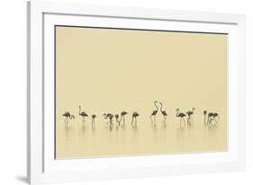 Flamingo Community-Staffan Widstrand-Framed Giclee Print