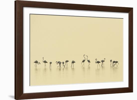 Flamingo Community-Staffan Widstrand-Framed Giclee Print