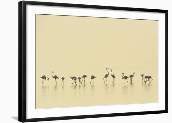 Flamingo Community-Staffan Widstrand-Framed Giclee Print