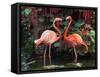 Flamingo Couple-pr2is-Framed Stretched Canvas