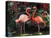 Flamingo Couple-pr2is-Stretched Canvas