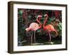 Flamingo Couple-pr2is-Framed Photographic Print
