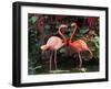 Flamingo Couple-pr2is-Framed Photographic Print