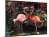 Flamingo Couple-pr2is-Mounted Photographic Print