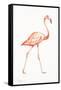 Flamingo Duo I-Tiffany Hakimipour-Framed Stretched Canvas