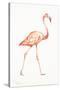 Flamingo Duo I-Tiffany Hakimipour-Stretched Canvas