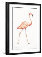 Flamingo Duo I-Tiffany Hakimipour-Framed Art Print