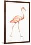 Flamingo Duo I-Tiffany Hakimipour-Framed Art Print