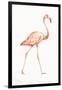 Flamingo Duo I-Tiffany Hakimipour-Framed Art Print