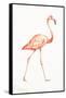 Flamingo Duo I-Tiffany Hakimipour-Framed Stretched Canvas