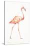 Flamingo Duo I-Tiffany Hakimipour-Stretched Canvas
