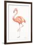 Flamingo Duo II-Tiffany Hakimipour-Framed Art Print