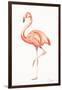 Flamingo Duo II-Tiffany Hakimipour-Framed Art Print