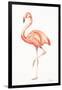 Flamingo Duo II-Tiffany Hakimipour-Framed Art Print