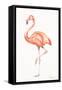 Flamingo Duo II-Tiffany Hakimipour-Framed Stretched Canvas